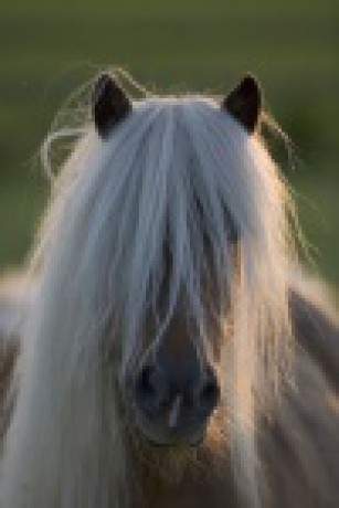 Classic-Pony-Arabella1.jpg