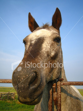 abby the horse.jpg