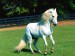 bílý  kůň.jpg