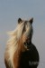 Classic Pony Rot am See_001.jpg